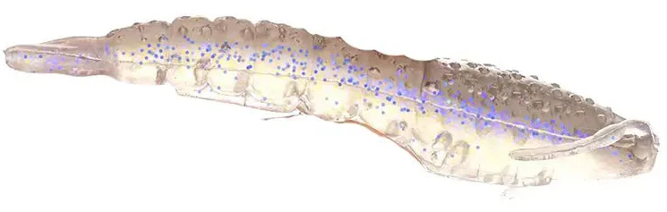Berkley Gulp! Scented Shrimp Soft Bait - 3" & 4" - Image 27