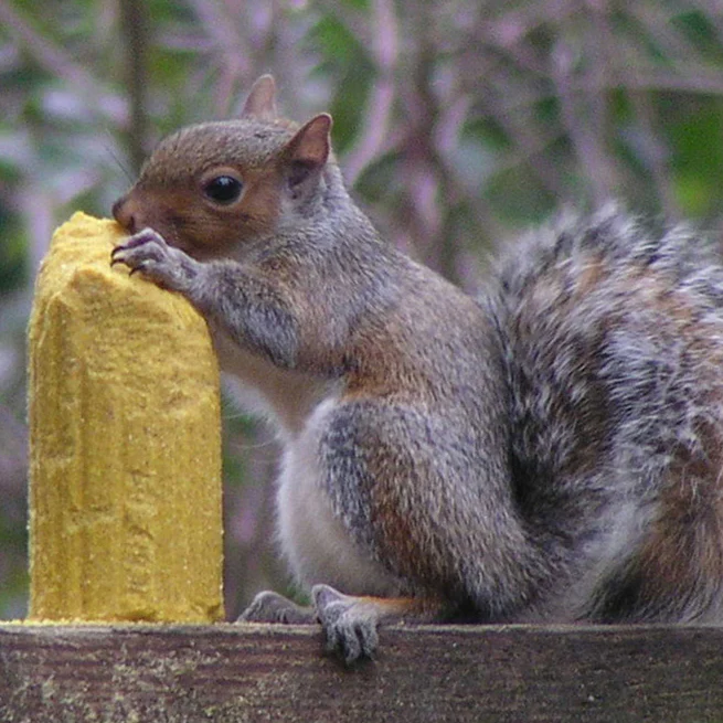 Squirrelog Corn-Based Squirrel & Critter Food - 32 oz. - Image 2
