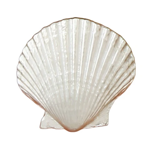 Basic Spirit Ocean-Themed Pewter Cabinet Knobs - 1.25" - Image 6