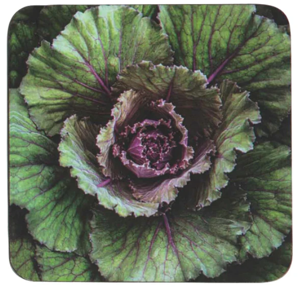 RockFlowerPaper Artful Coasters (Square) - 4 pc. - Image 3