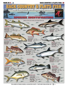Tidelines Charts - Image 2